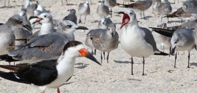 Shorebirds